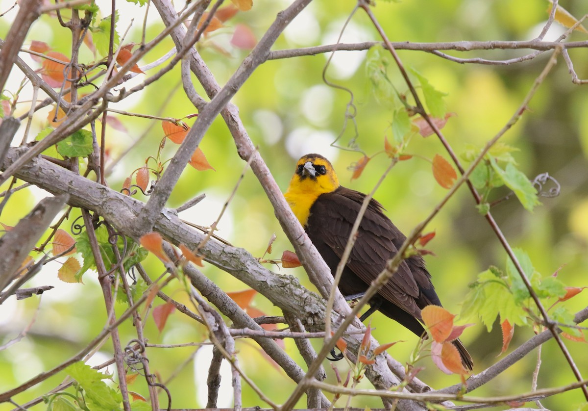 Yellow-headed Blackbird - ML619308419