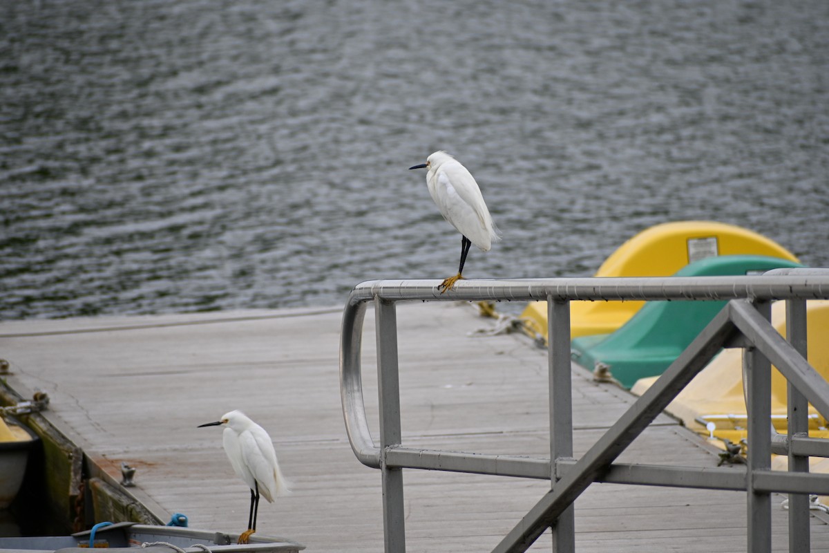 Egretta/Bubulcus sp. - ML619308430