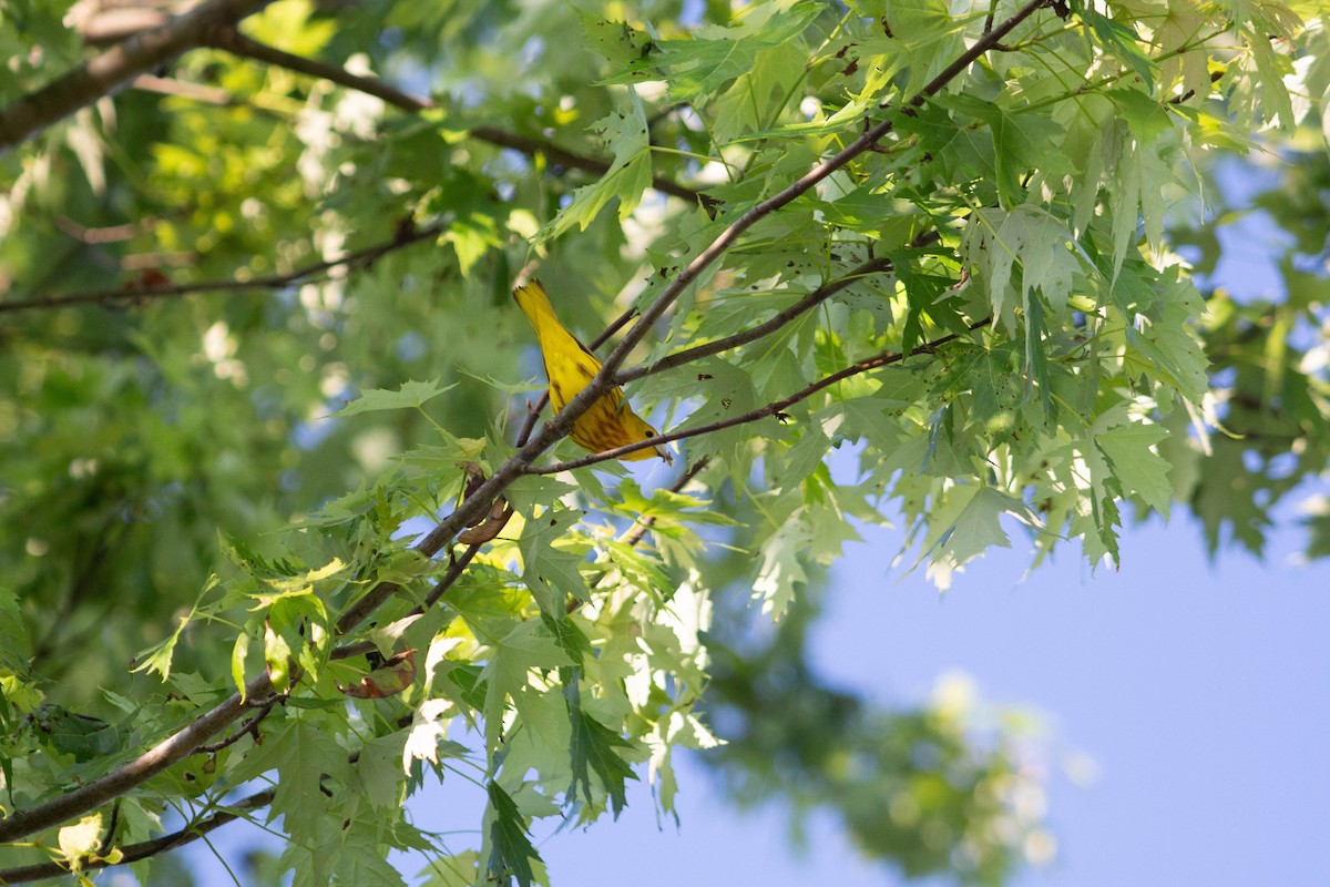 Yellow Warbler - Landon Belding