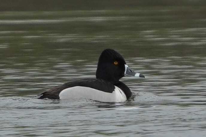 Ring-necked Duck - Emily Mackevicius
