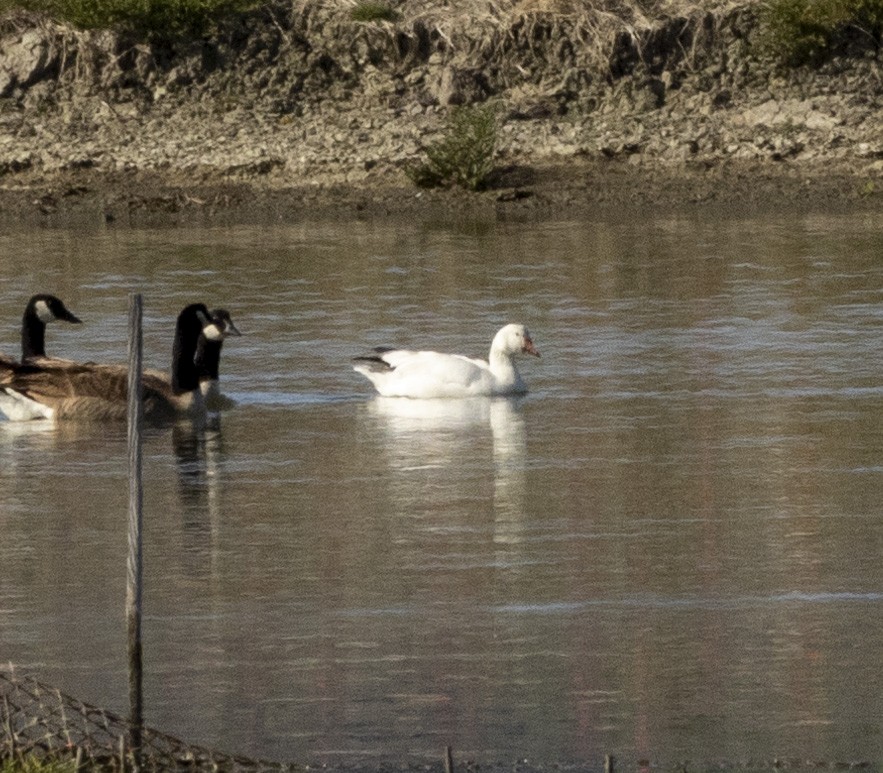 Snow Goose - ML619308459