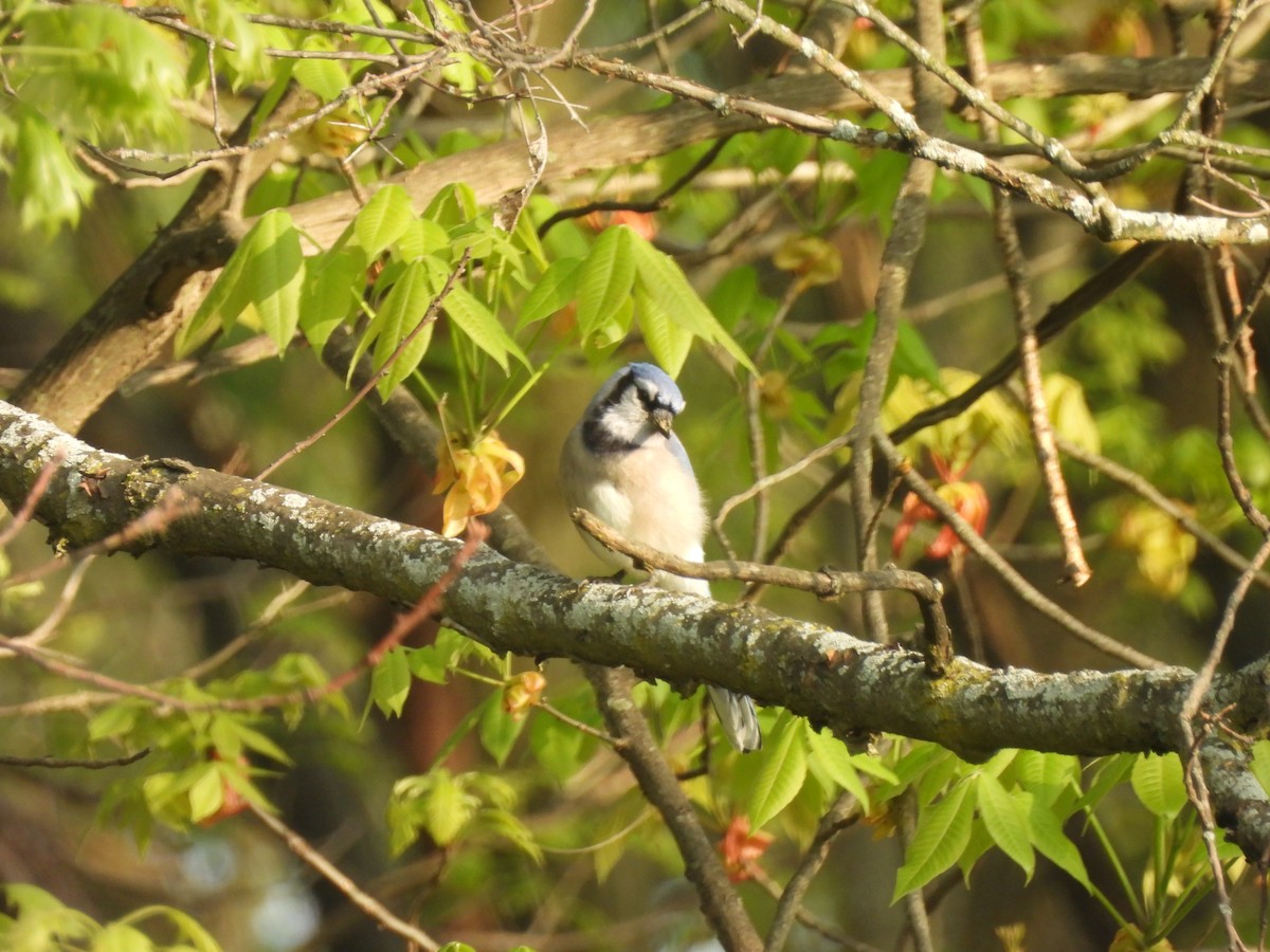 Blauhäher - ML619308474