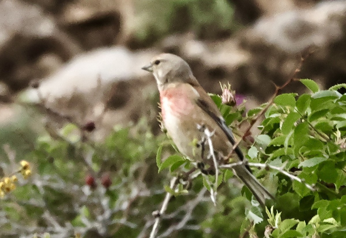 Eurasian Linnet - Murat Polat