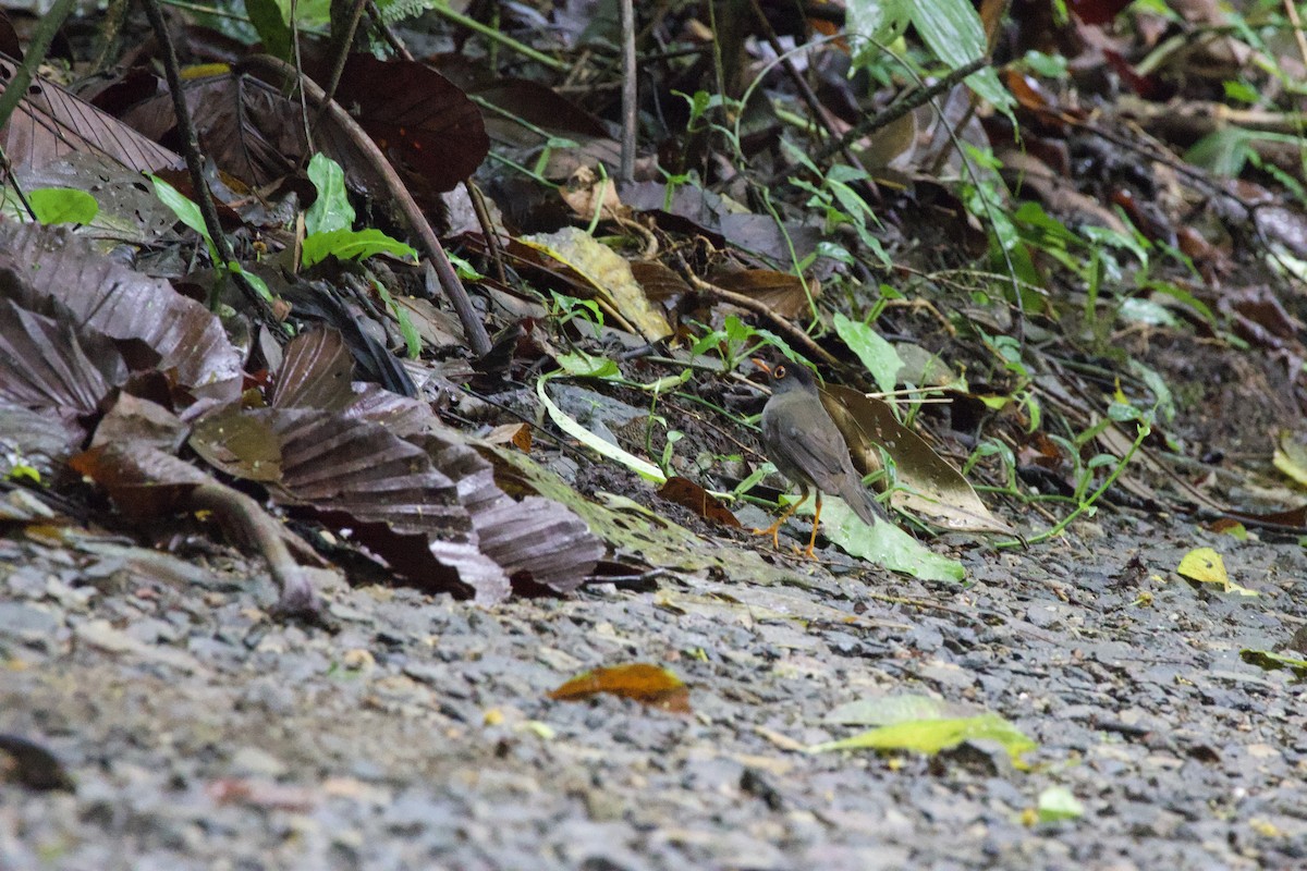 Black-headed Nightingale-Thrush - allie bluestein