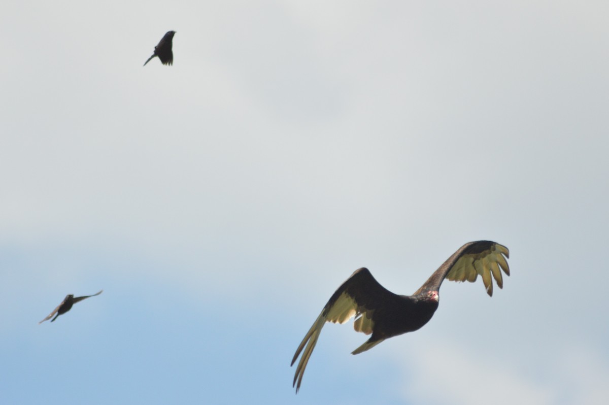 Turkey Vulture - Ryan Pudwell