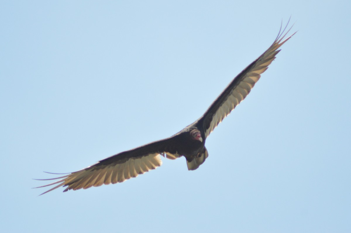 Turkey Vulture - Ryan Pudwell