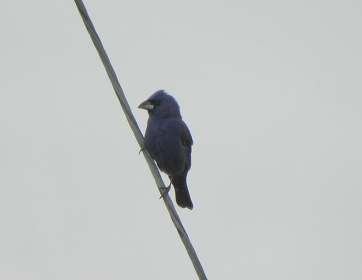 Blue Grosbeak - J. Kyron Hanson