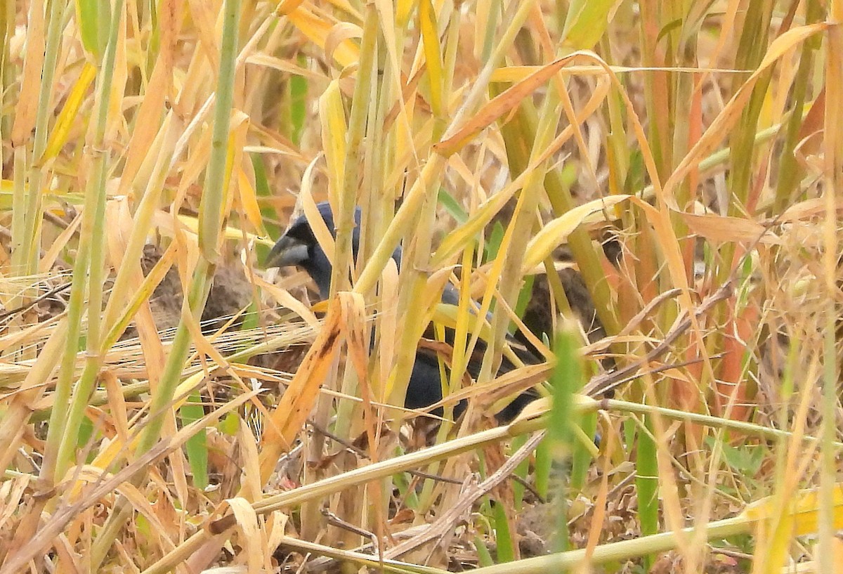 Blue Grosbeak - J. Kyron Hanson