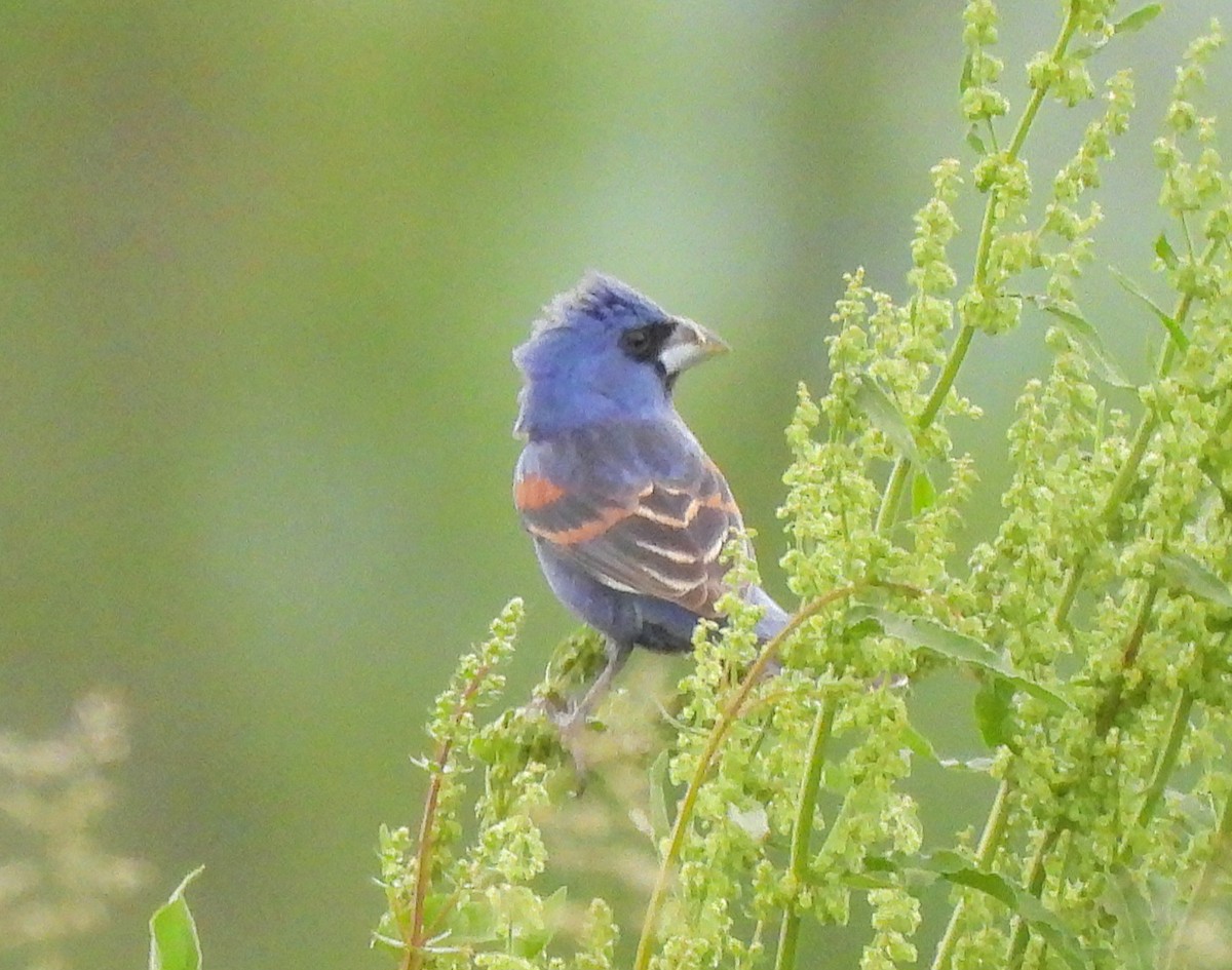 Blue Grosbeak - J. Kyron Hanson