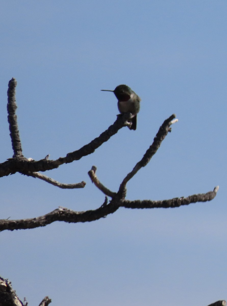 Broad-tailed Hummingbird - Patricia DiLuzio