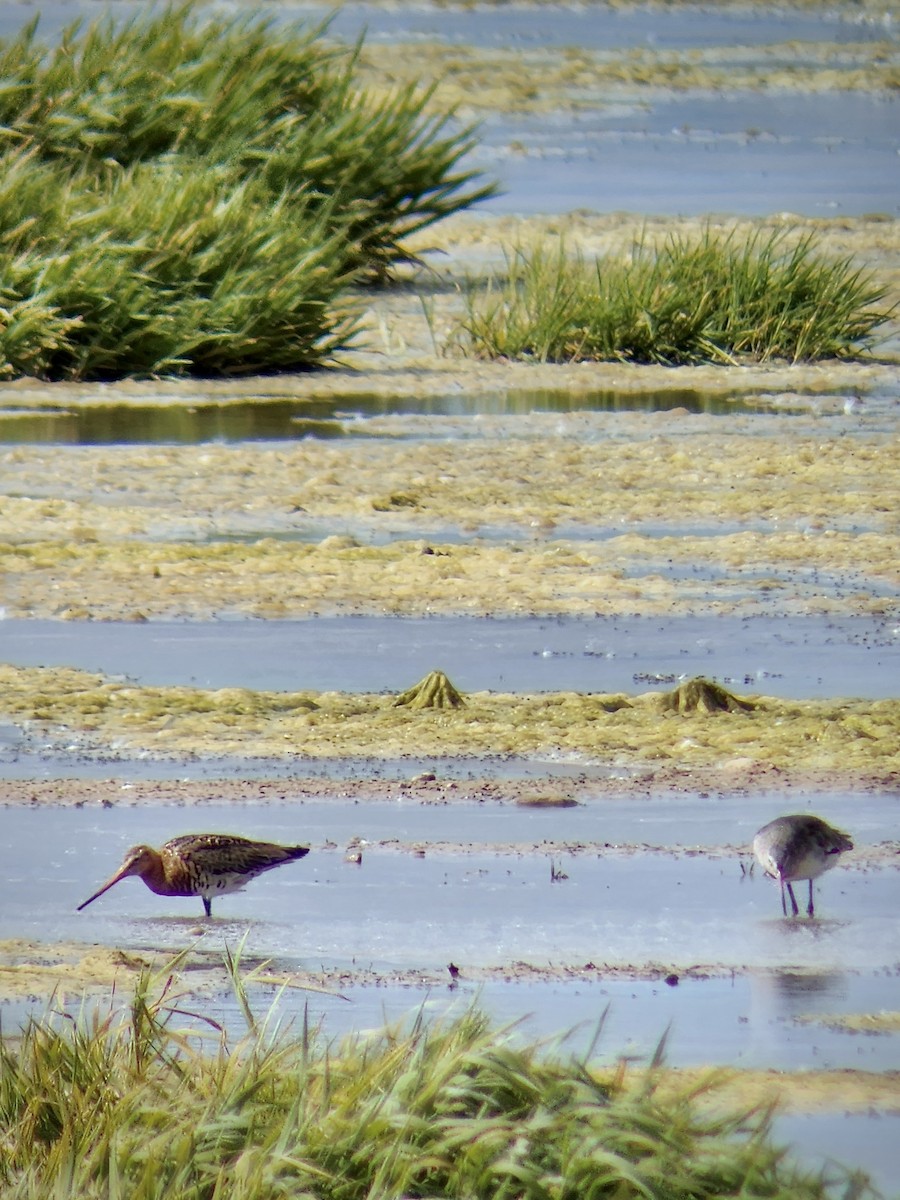 Black-tailed Godwit - ML619308507