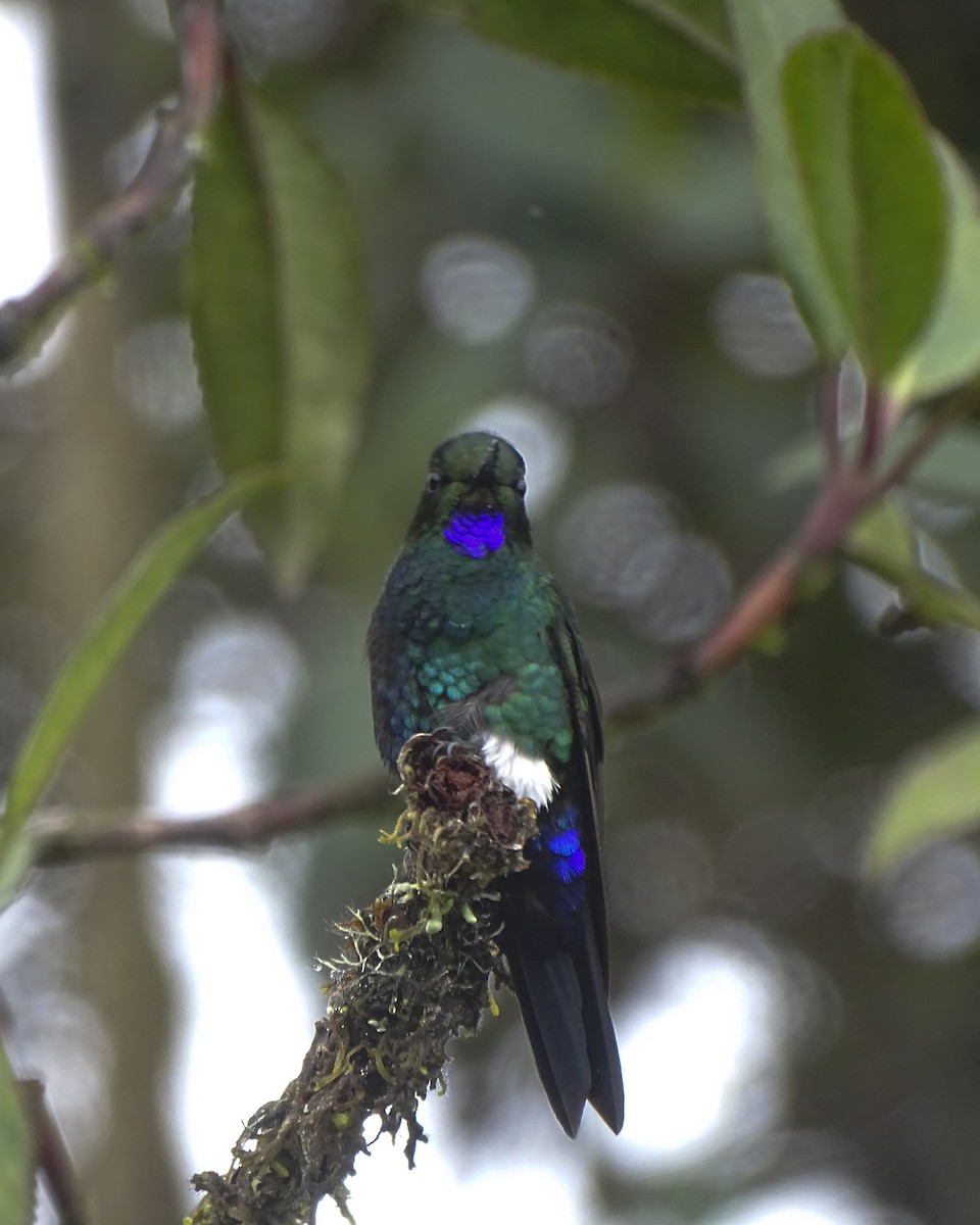 Glowing Puffleg - ML619308509