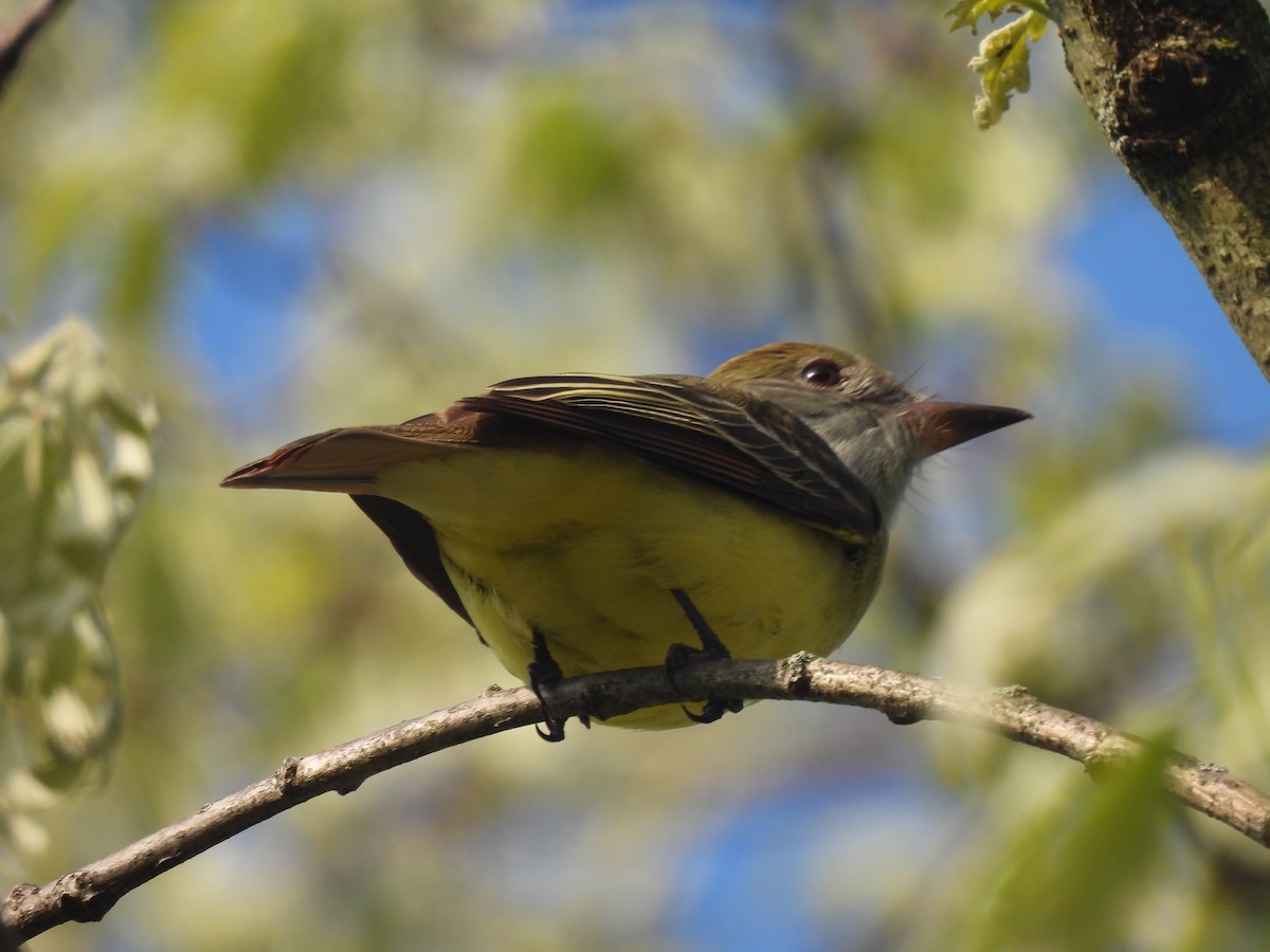 Great Crested Flycatcher - Kevork Bardak