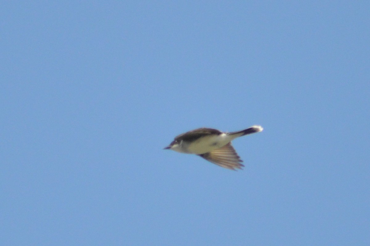 Eastern Kingbird - Ryan Pudwell