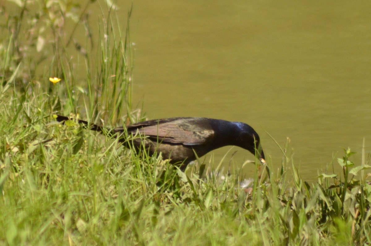 Common Grackle - Ryan Pudwell