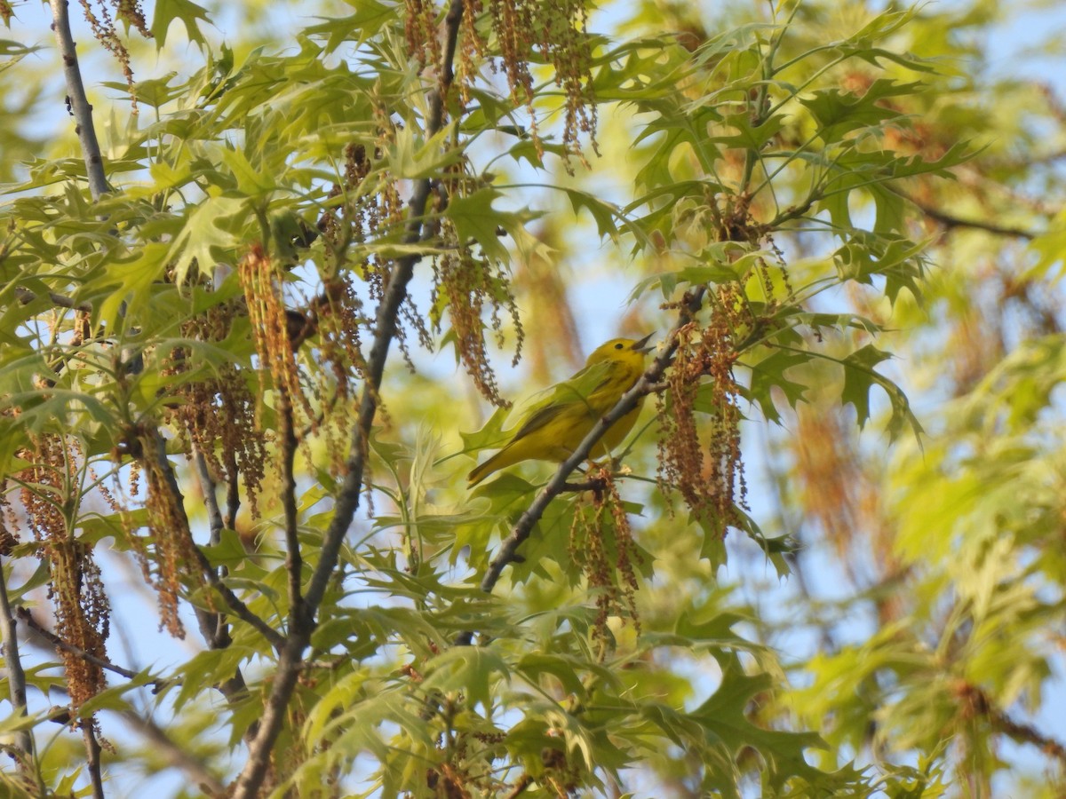 Yellow Warbler - ML619308532