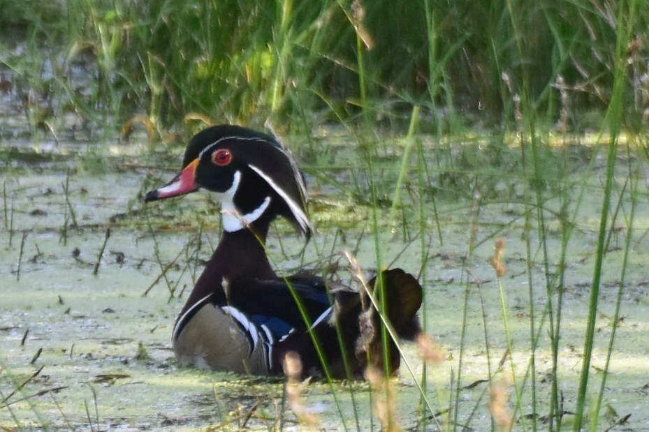 Wood Duck - Karen Strzelecki