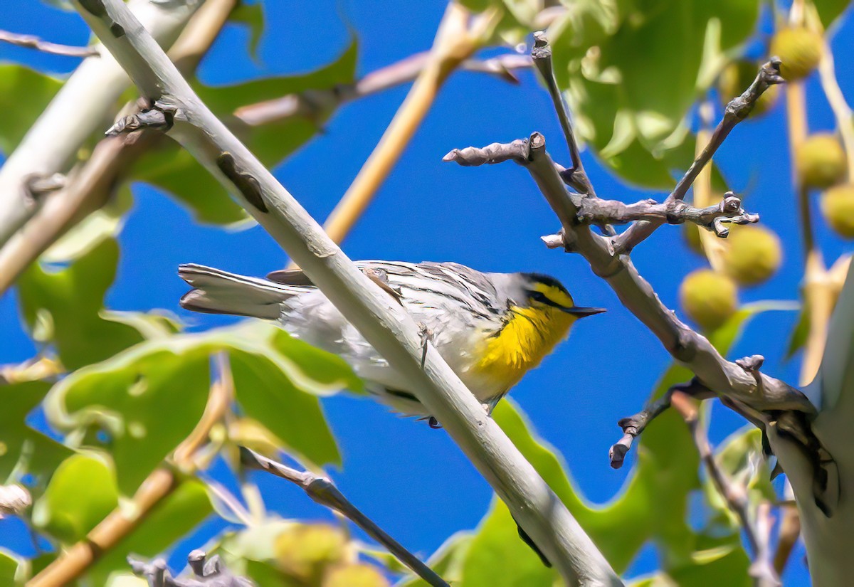 Grace's Warbler - Christine Andrews