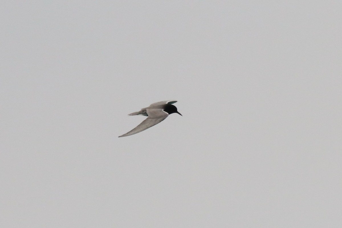 Black Tern - ML619308552