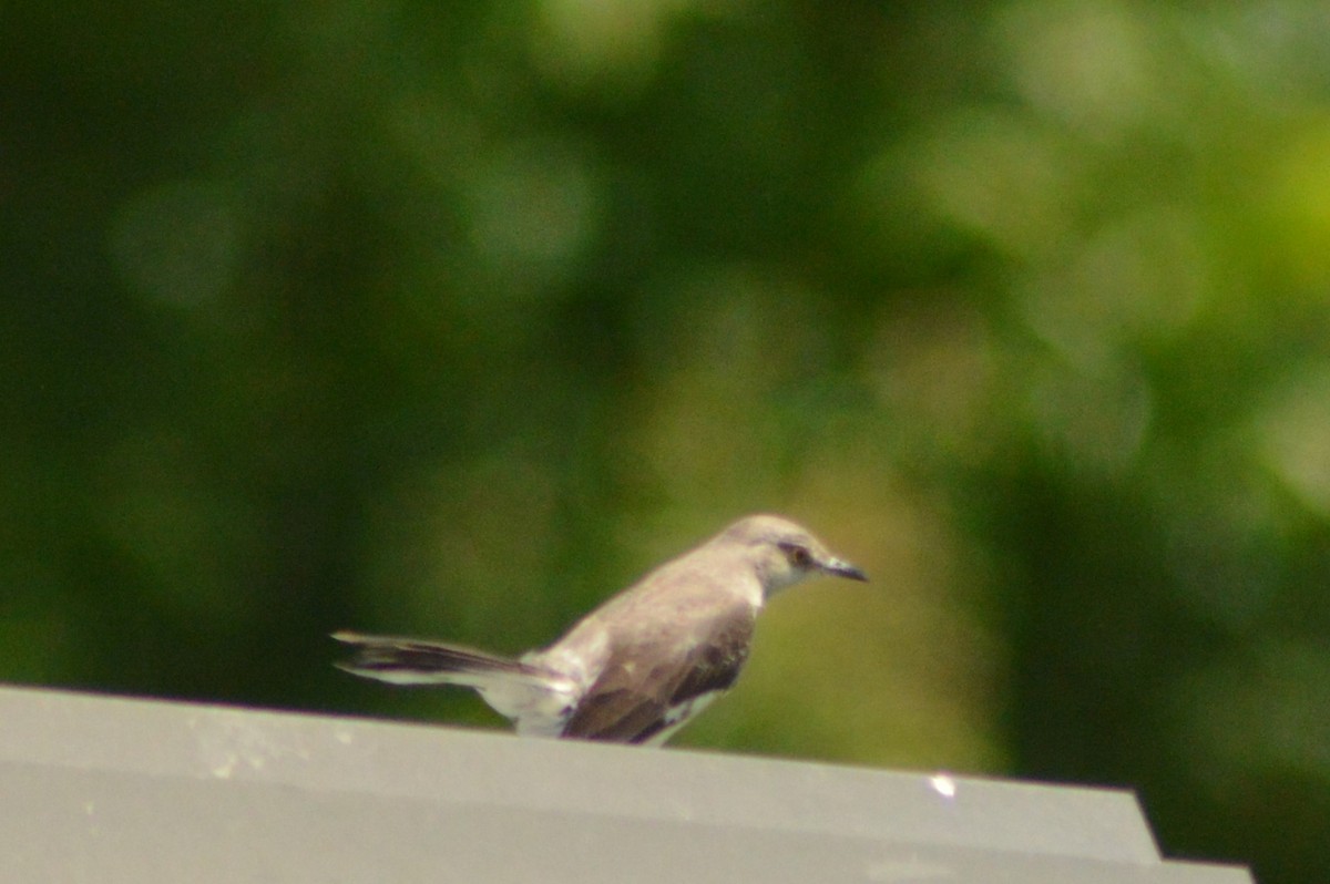 Northern Mockingbird - Ryan Pudwell