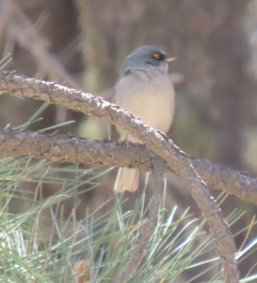 Yellow-eyed Junco - Elaine Wagner