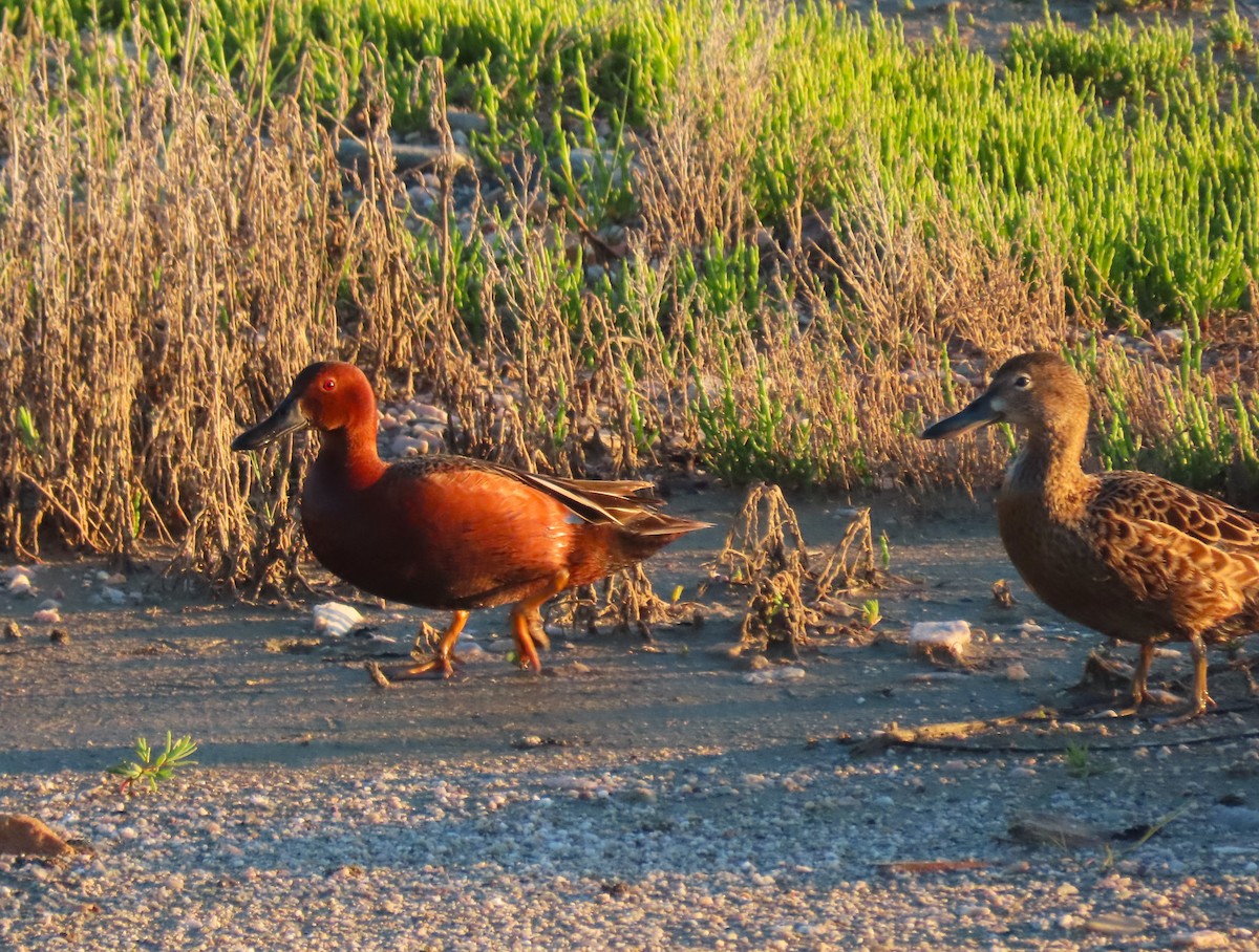 Cinnamon Teal - ML619308589