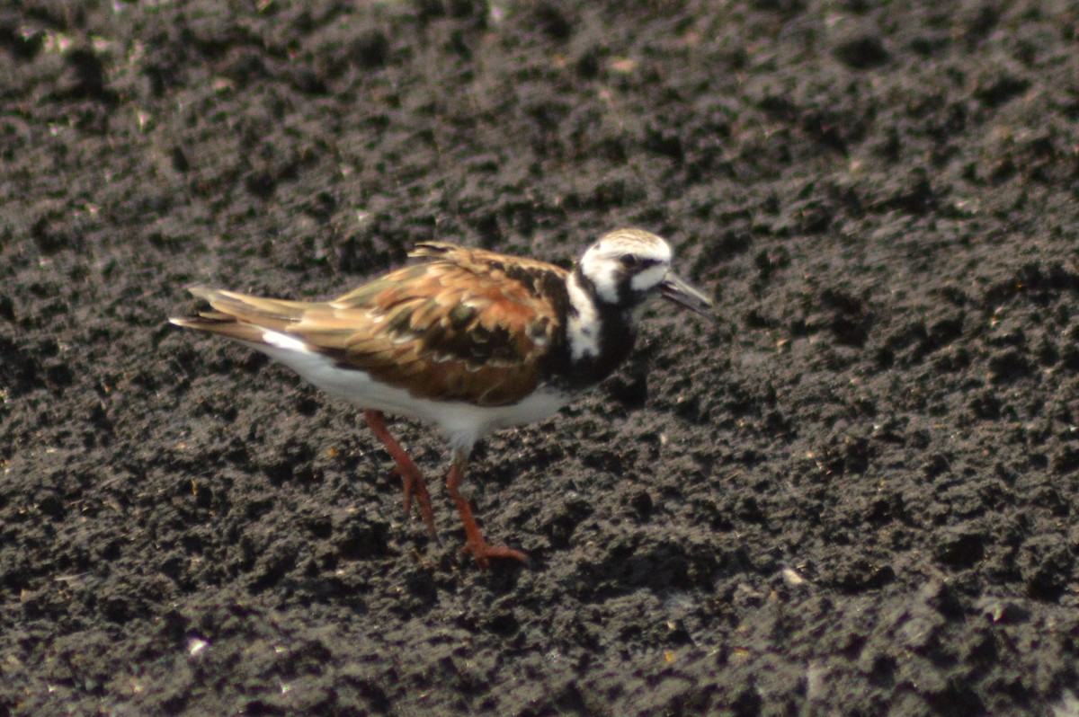 Ruddy Turnstone - Ryan Pudwell