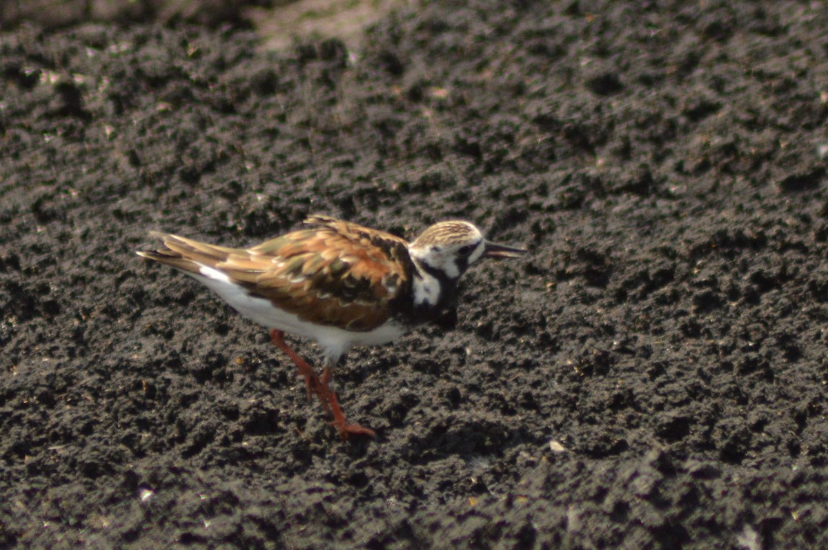 Ruddy Turnstone - ML619308601