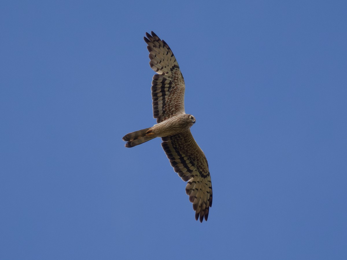 Montagu's Harrier - Alfonso Guío Rodríguez