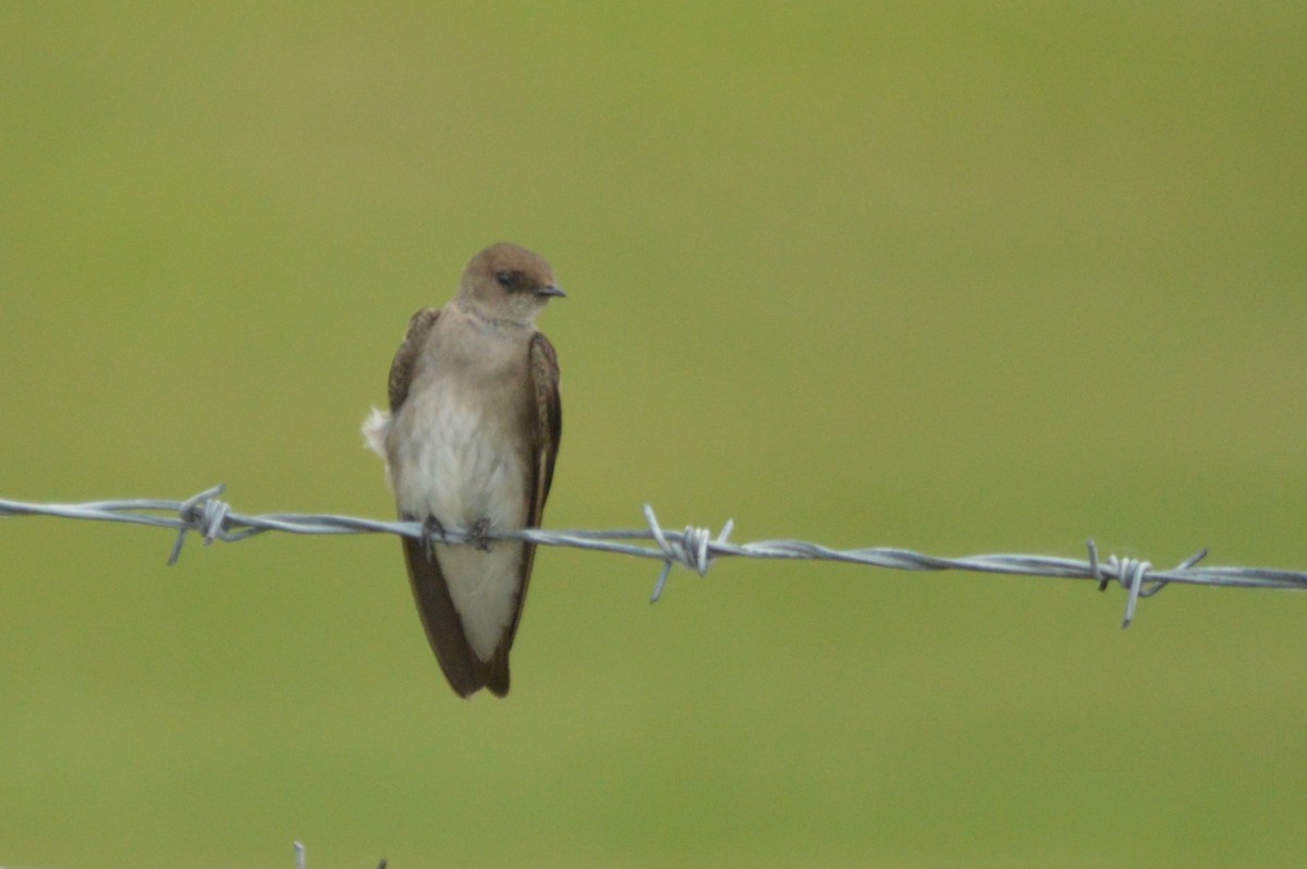 Northern Rough-winged Swallow - Ryan Pudwell