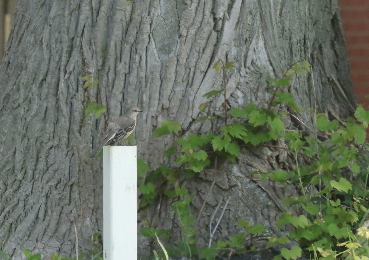 Northern Mockingbird - ML619308612