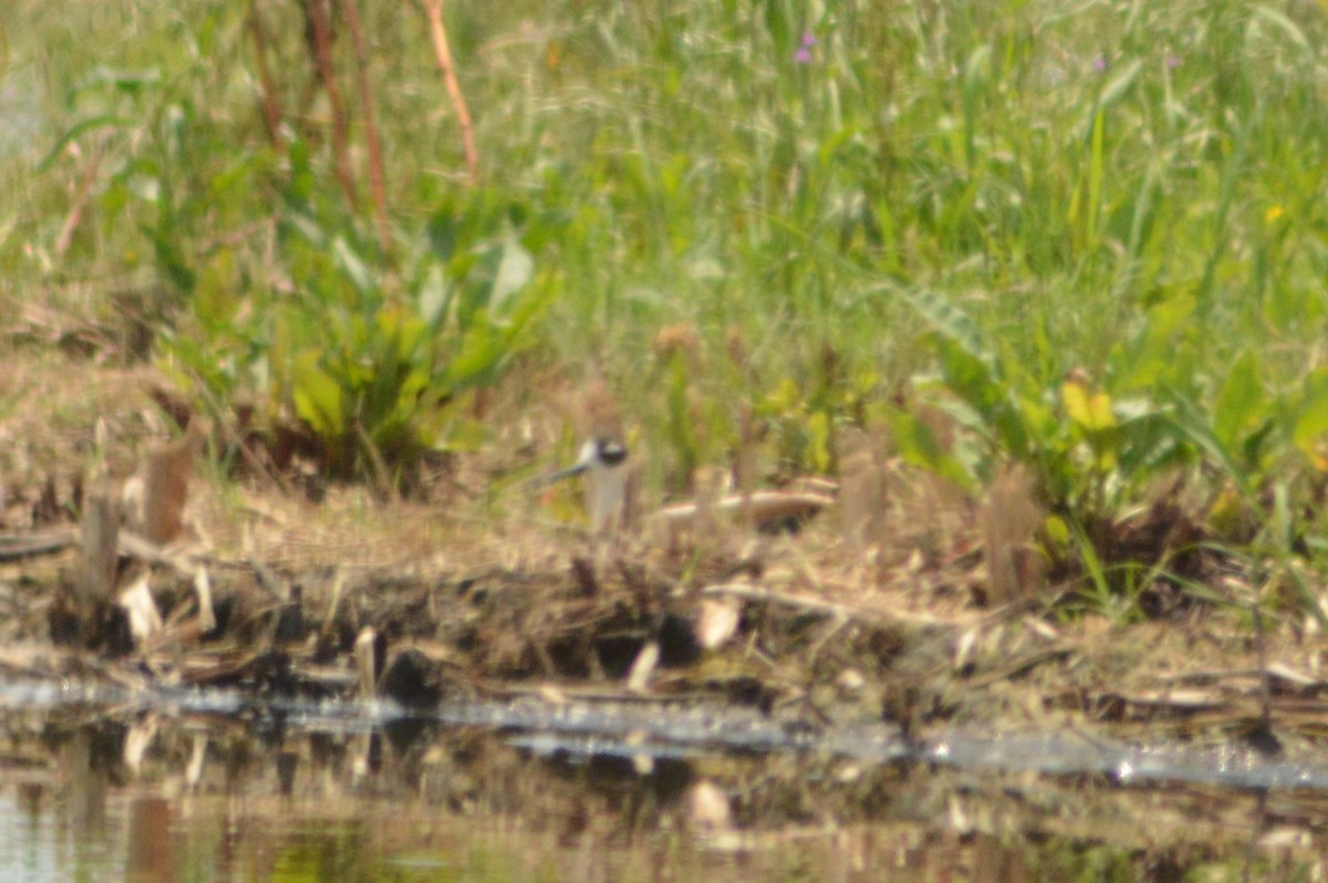 Black-necked Stilt - Ryan Pudwell