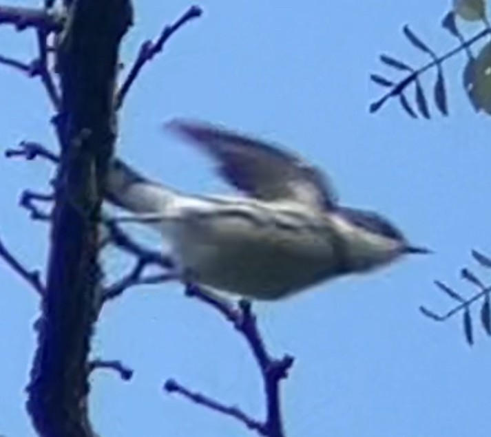 Cerulean Warbler - Nelson Pascuzzi