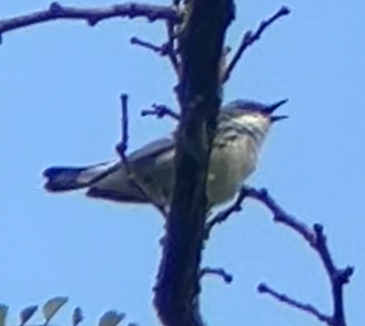 Cerulean Warbler - Nelson Pascuzzi