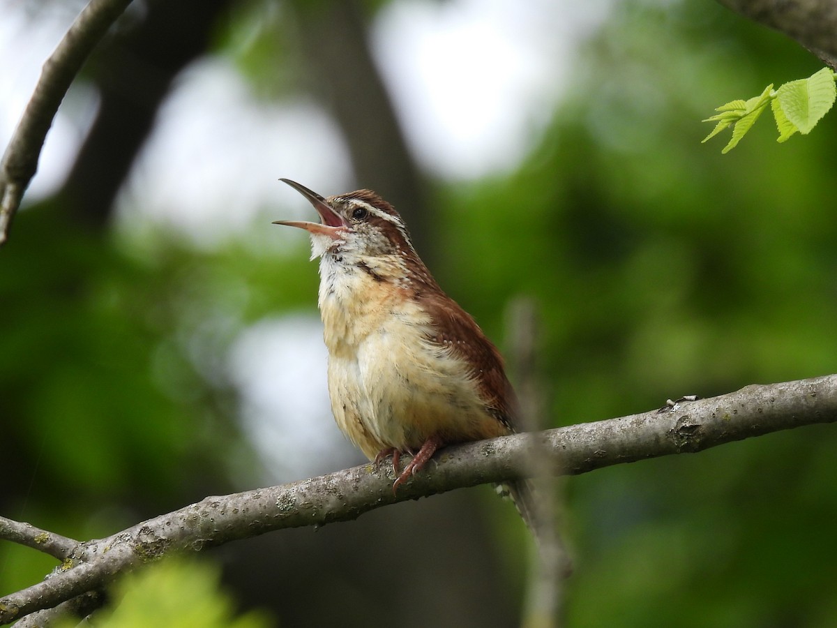Carolina Wren - ML619308634