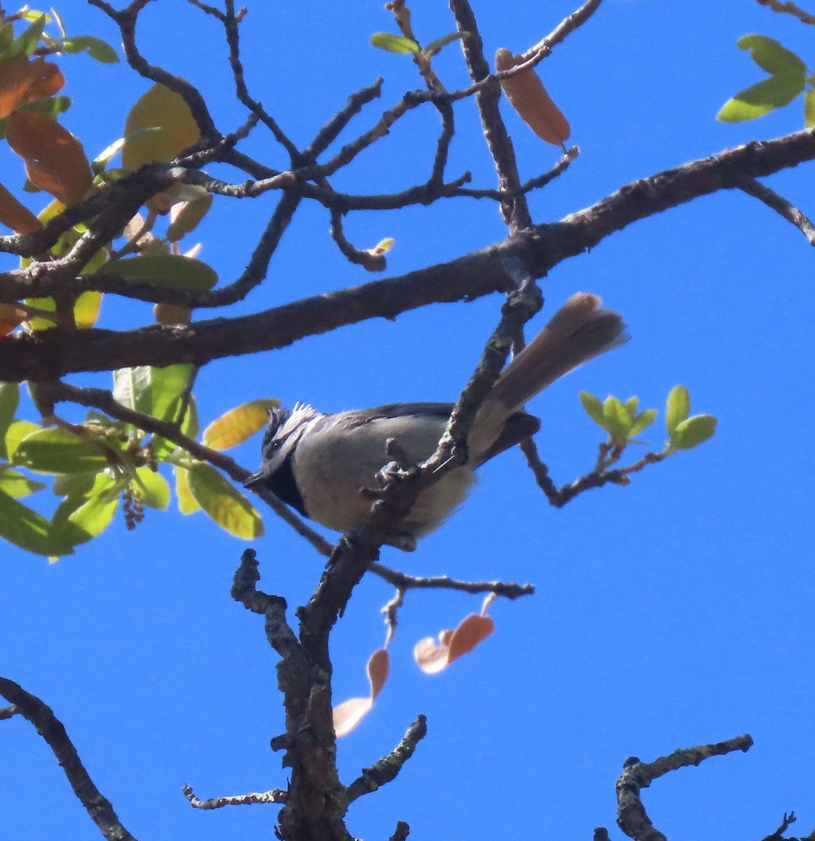 Bridled Titmouse - Elaine Wagner