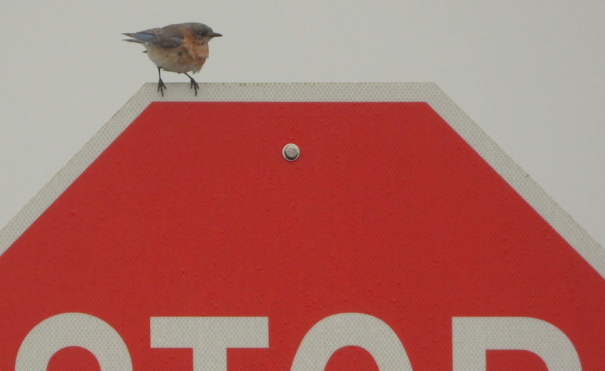 Eastern Bluebird - Philip Kyle