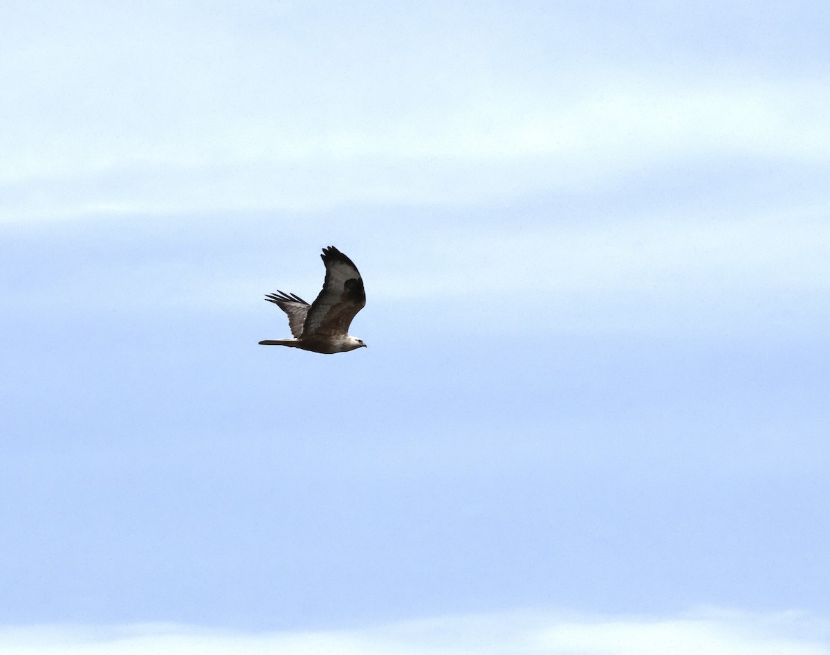 Long-legged Buzzard - ML619308640