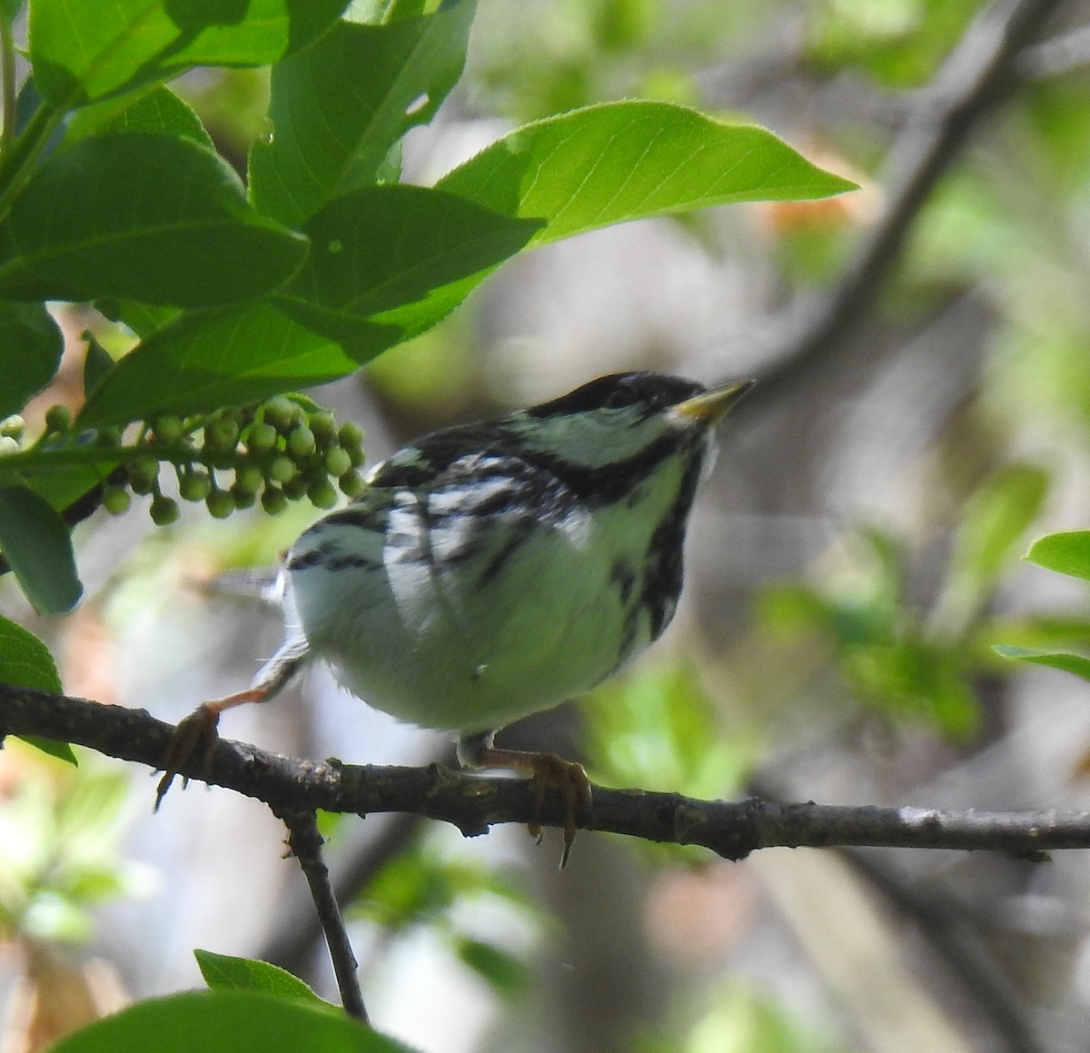 Blackpoll Warbler - ML619308646