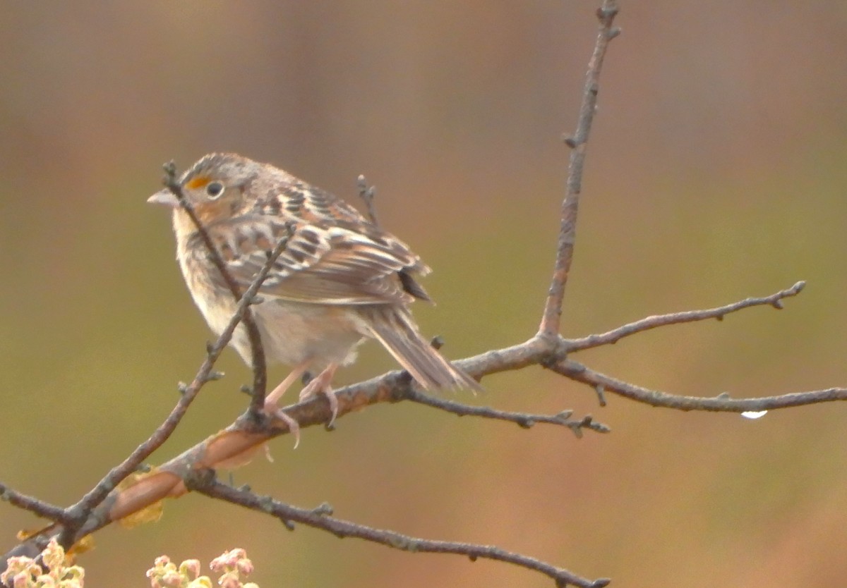 Grasshopper Sparrow - Philip Kyle