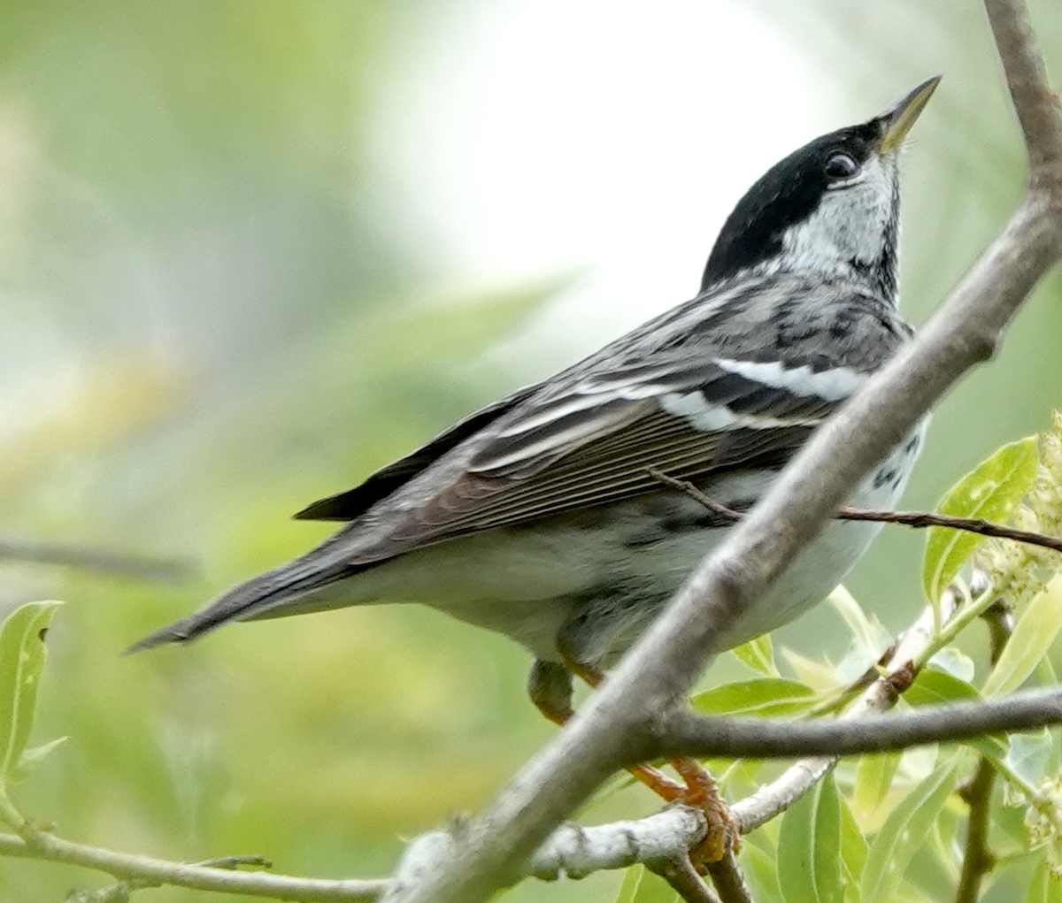 Blackpoll Warbler - ML619308658