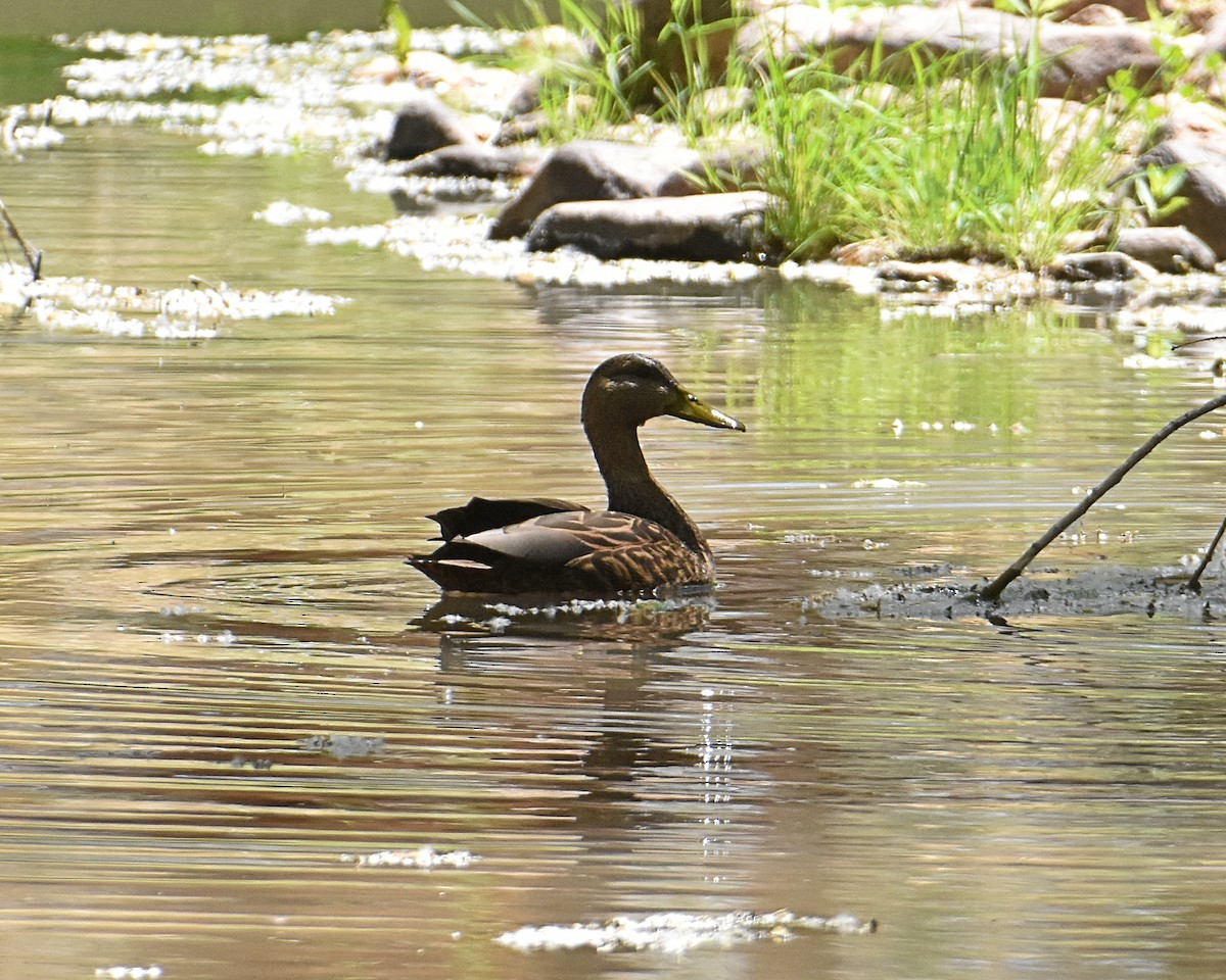 Mexican Duck - Brian Hicks