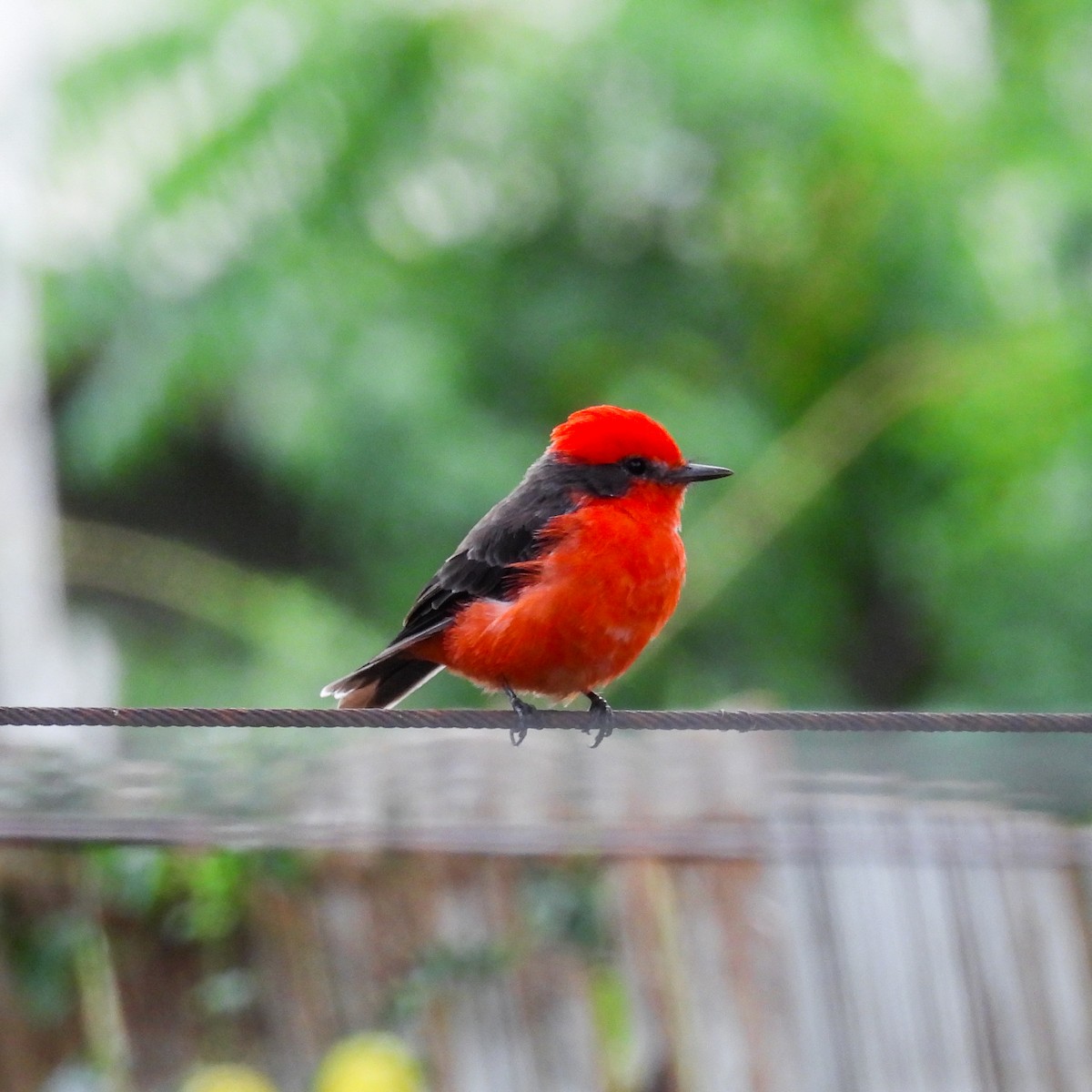 Vermilion Flycatcher - Karla Gómez