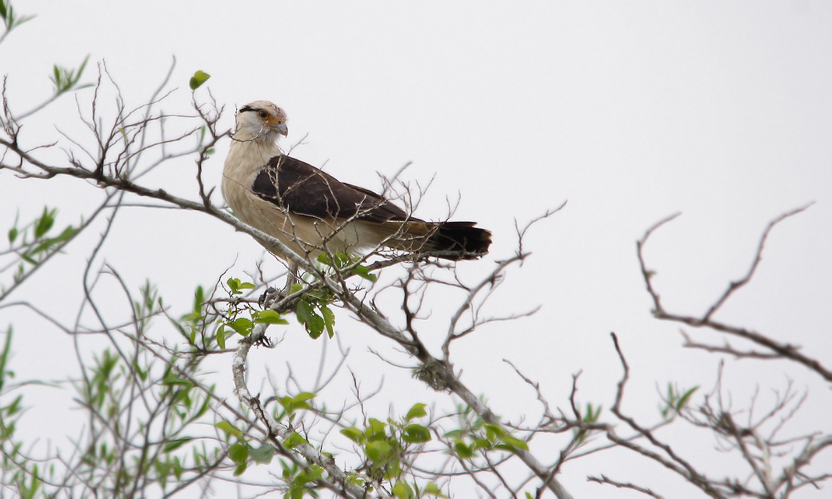 Yellow-headed Caracara - Adrián Braidotti