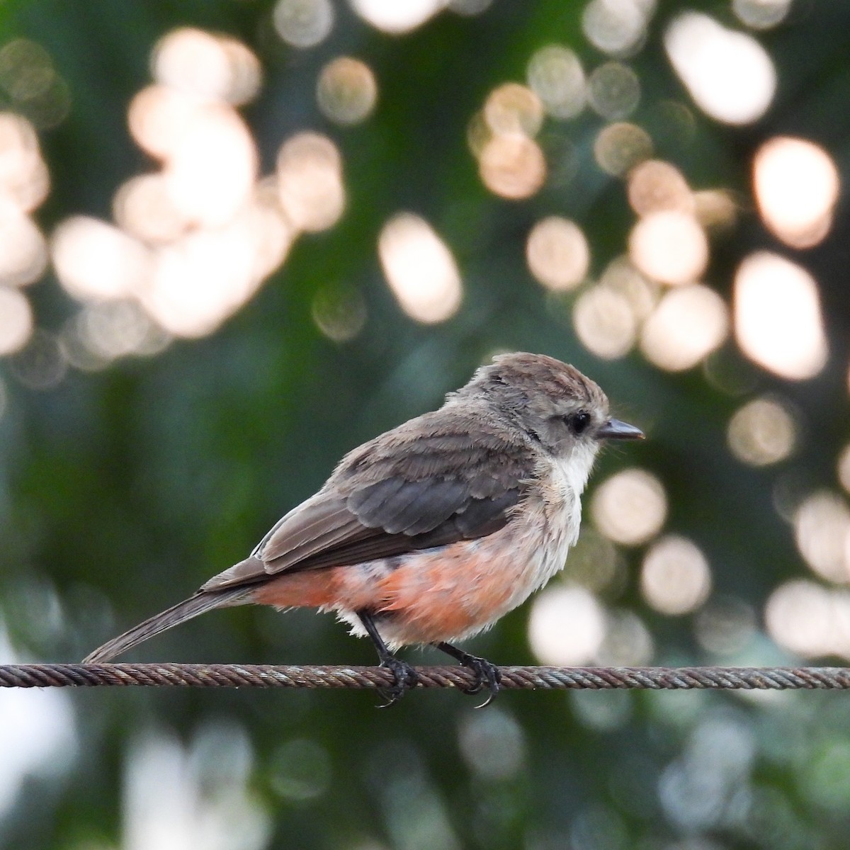 Vermilion Flycatcher - Karla Gómez