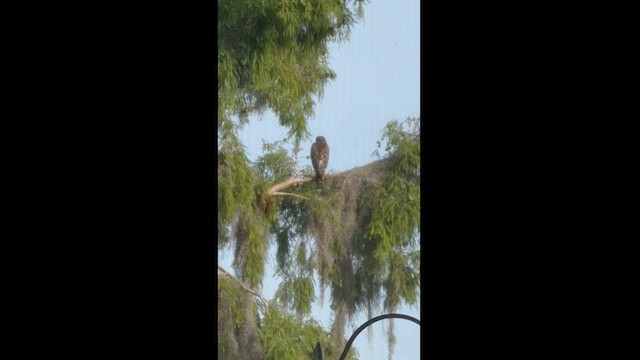 Red-shouldered Hawk - ML619308669