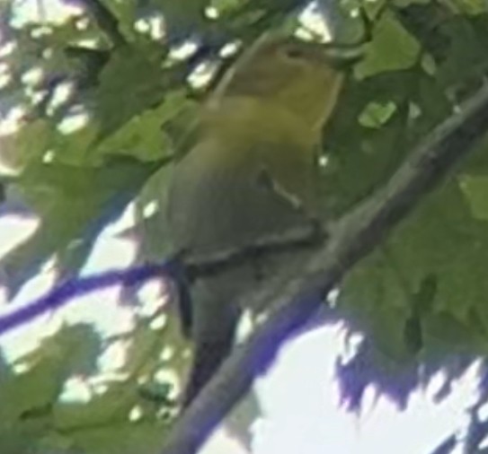 Yellow-throated Vireo - Nelson Pascuzzi