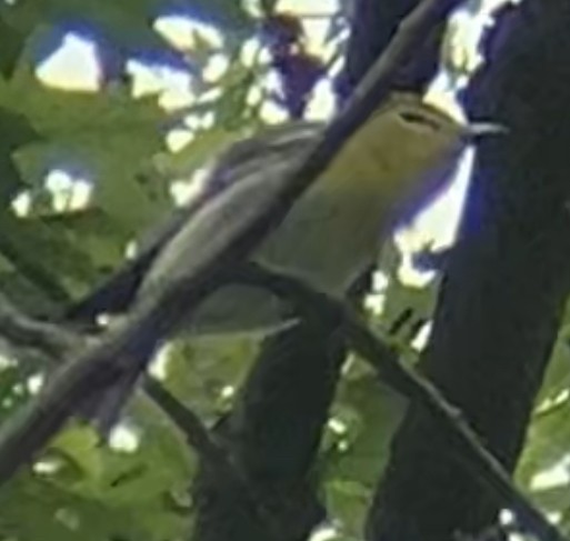 Yellow-throated Vireo - Nelson Pascuzzi