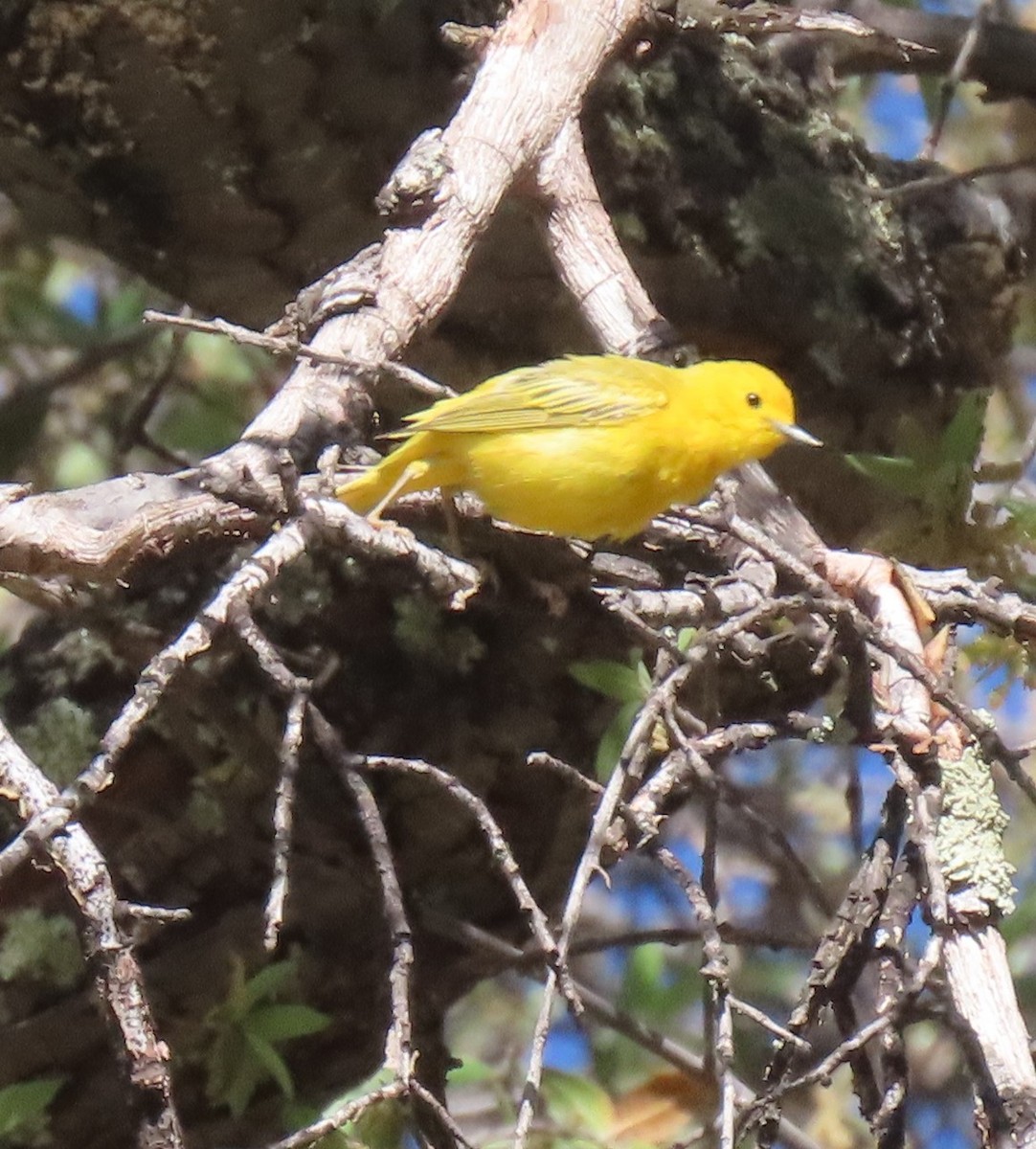 Yellow Warbler - Elaine Wagner