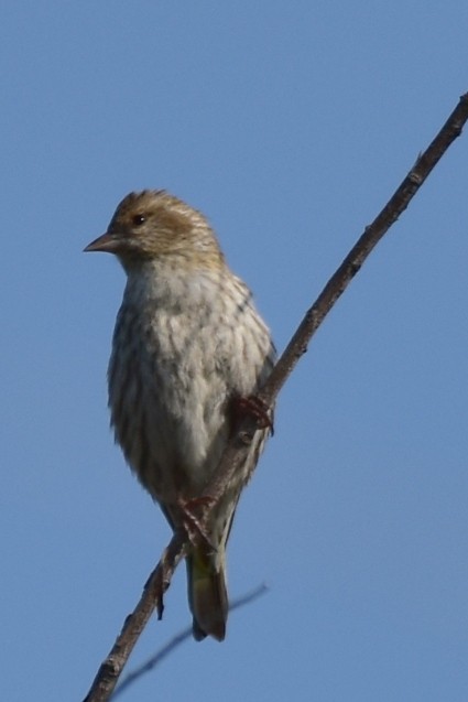 Pine Siskin - Karen Strzelecki